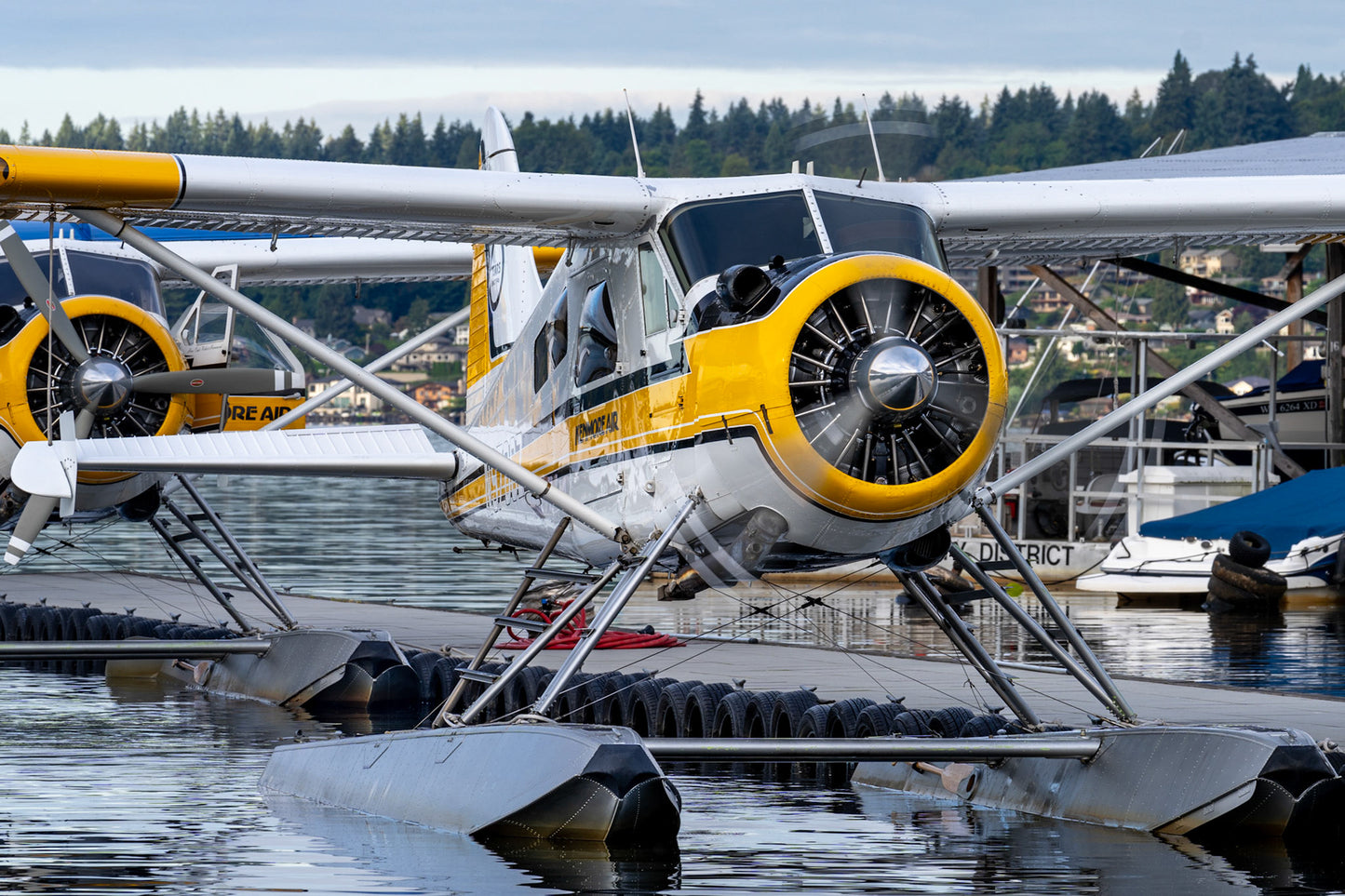Beaver